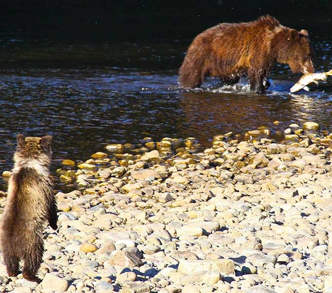 grizzly-catching-salmon