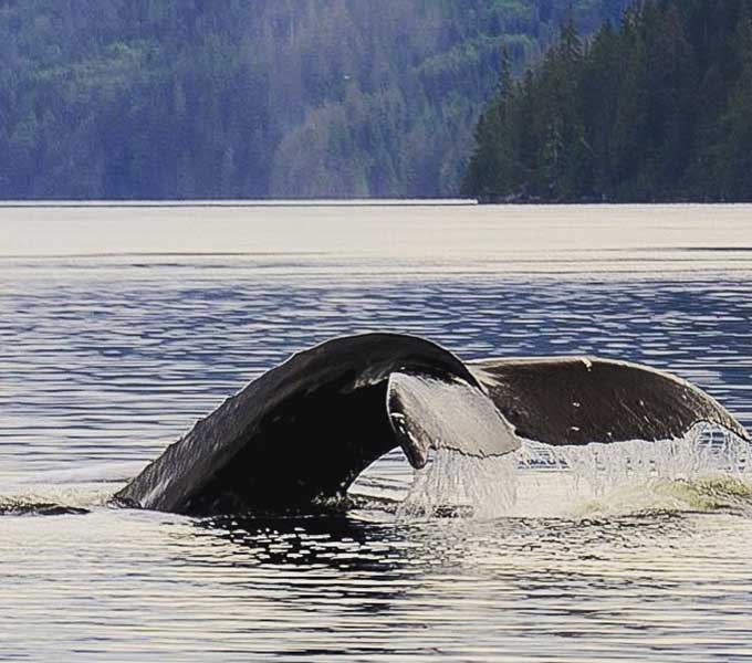 Humpback Whale Tail